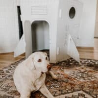 White dog laying in front of cardboard rocketship.